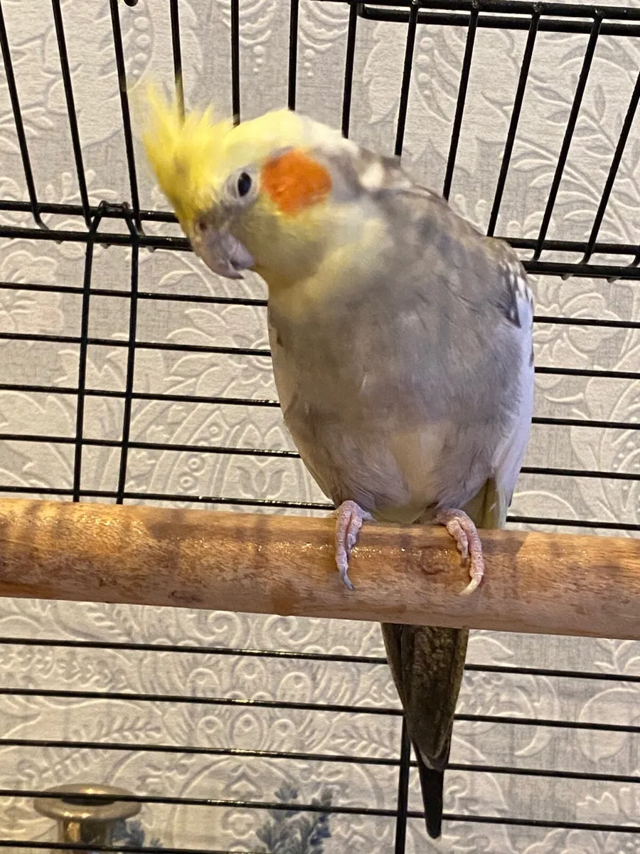 Cockatiel bird - Image 1