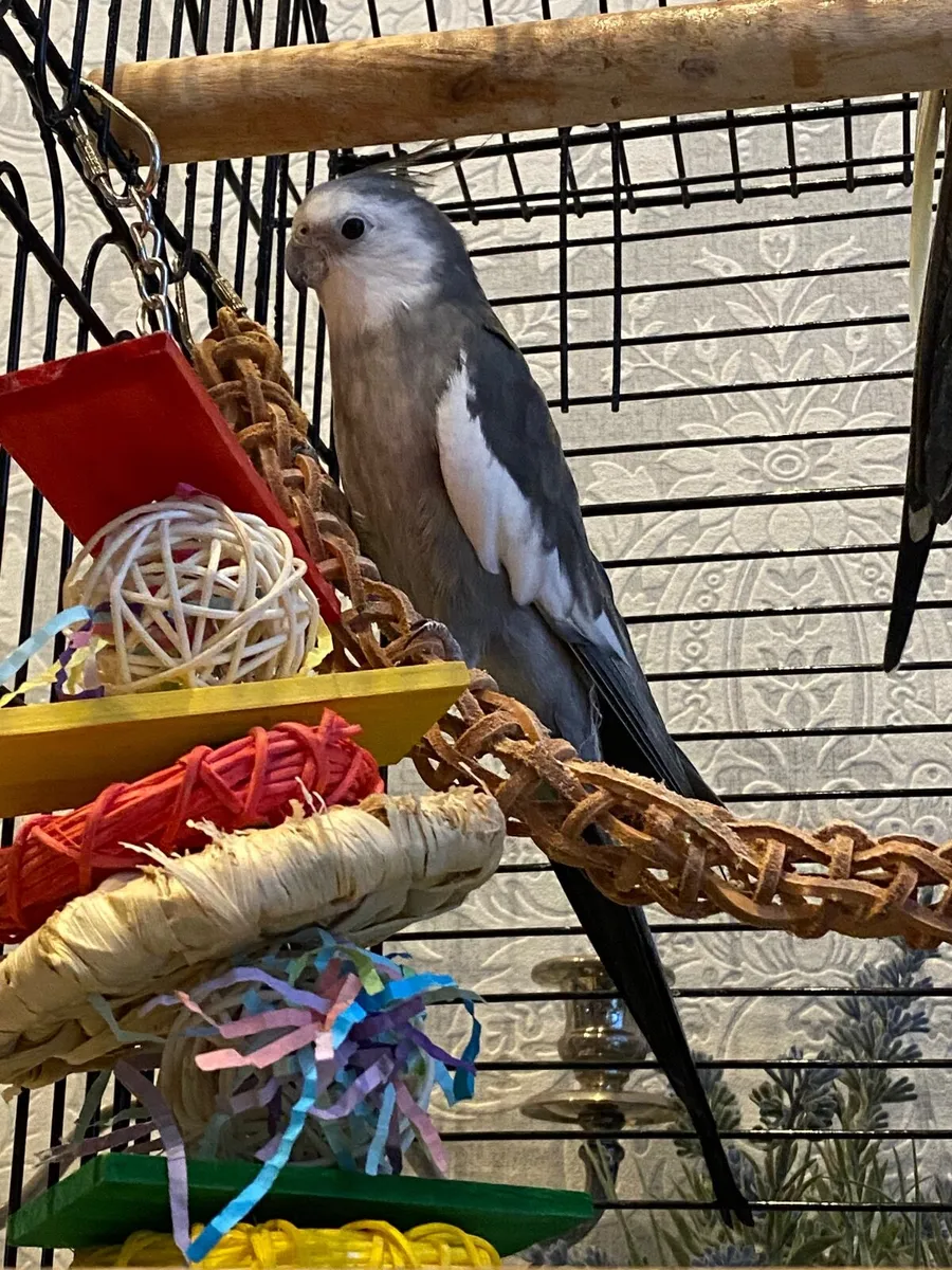 Cockatiel bird - Image 2