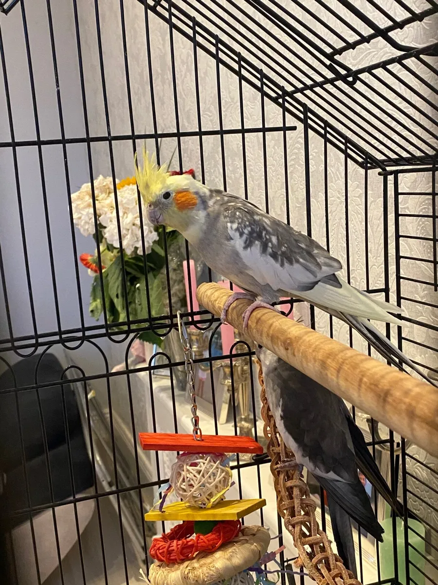 Cockatiel bird - Image 4