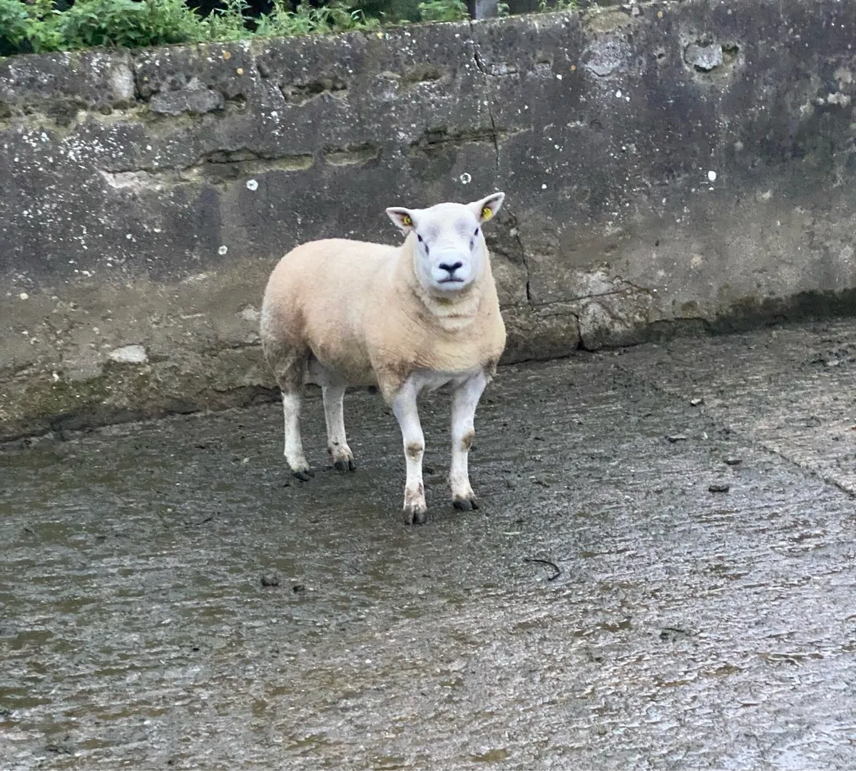 Purebred Texel hogget ram - Image 1