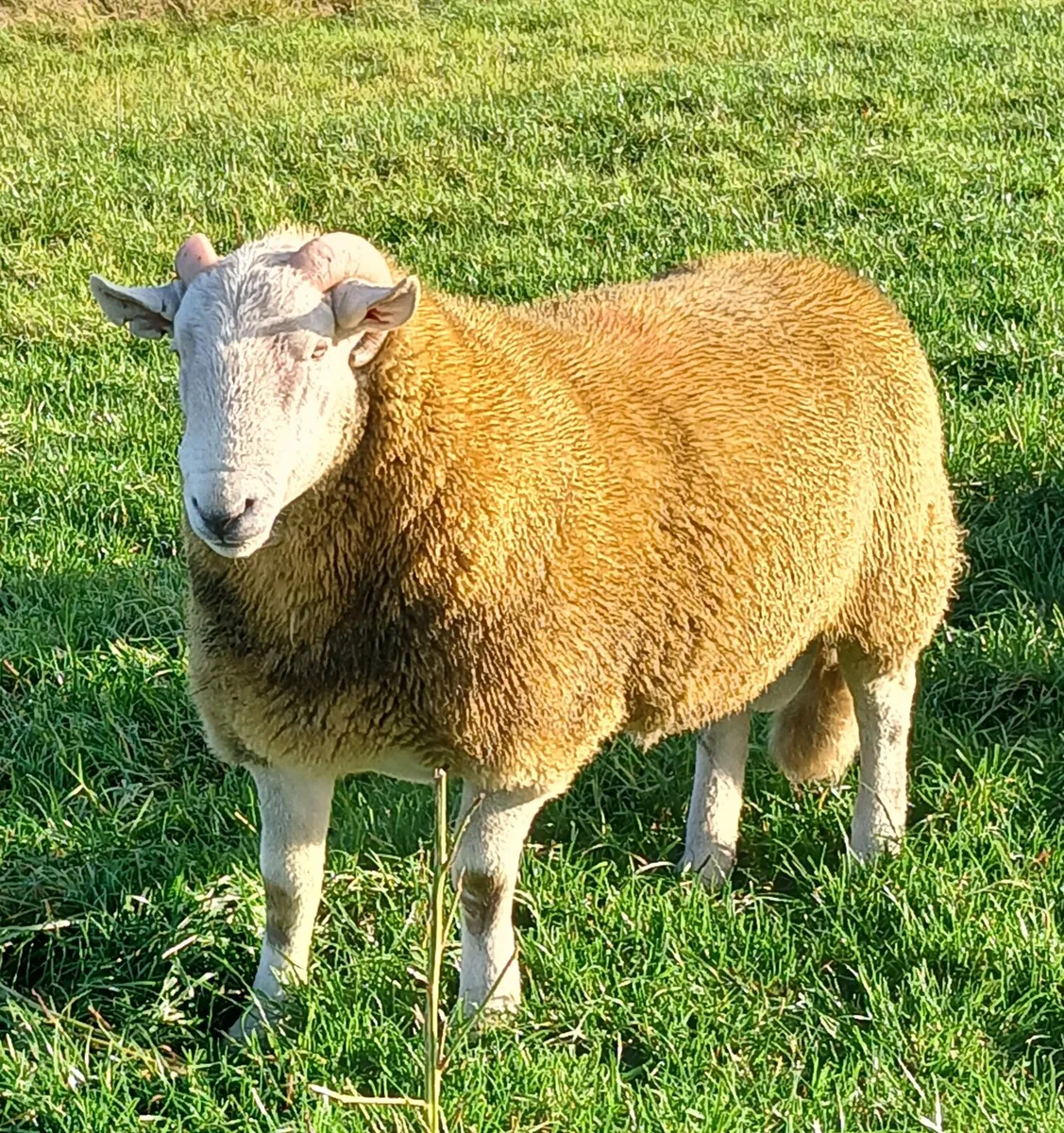 5 Wicklow cheviot hogget rams - Image 1