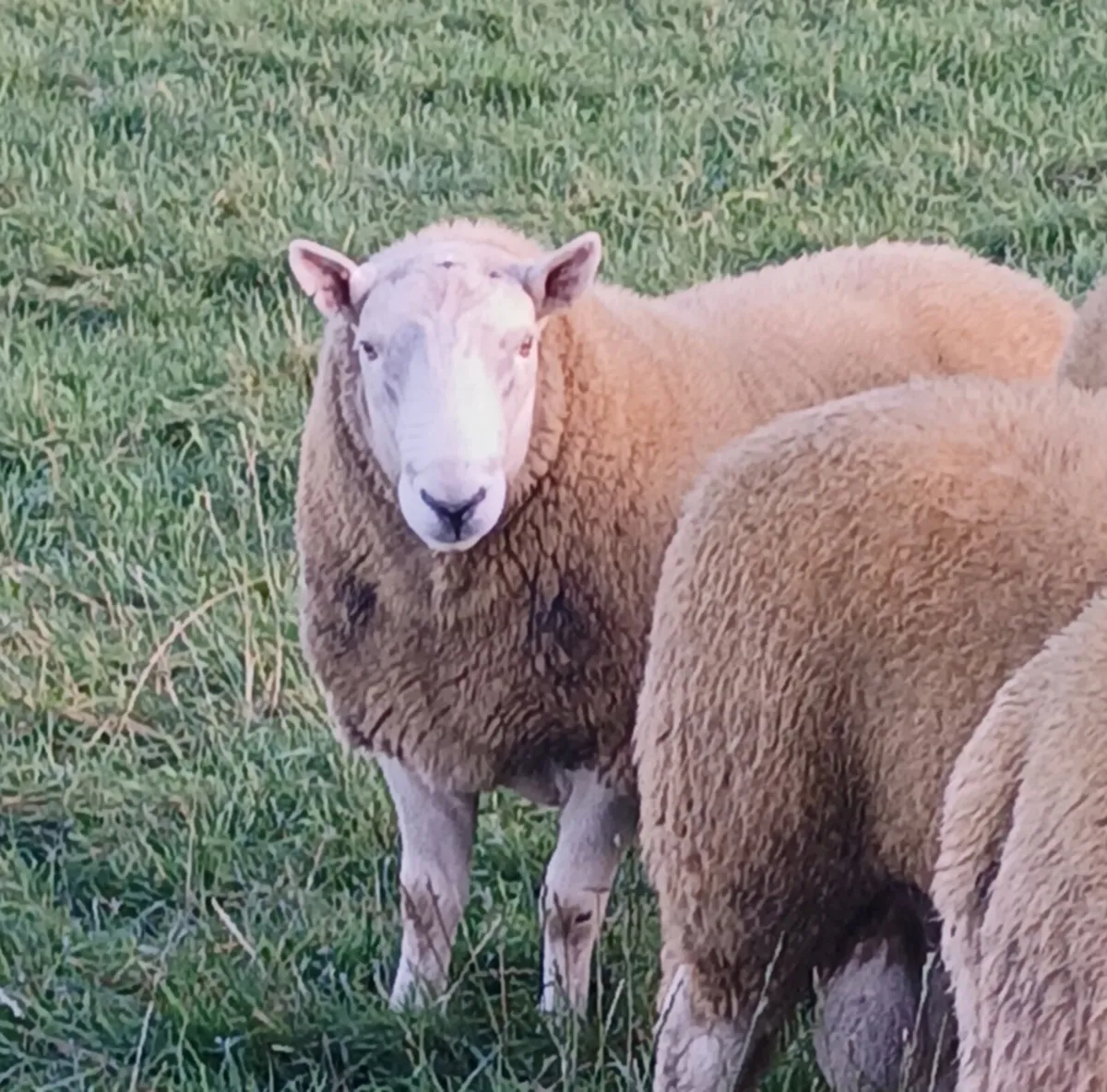 5 Wicklow cheviot hogget rams - Image 2