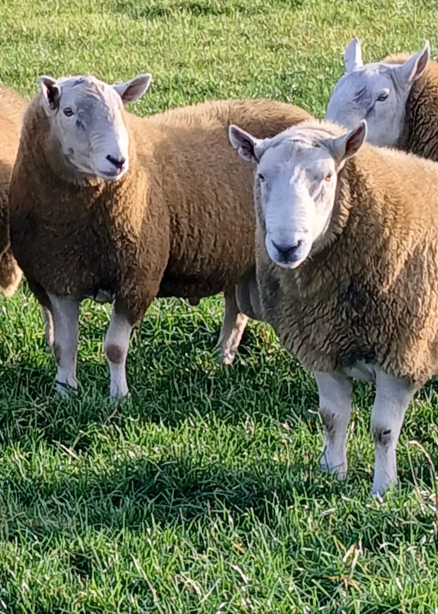 5 Wicklow cheviot hogget rams - Image 3