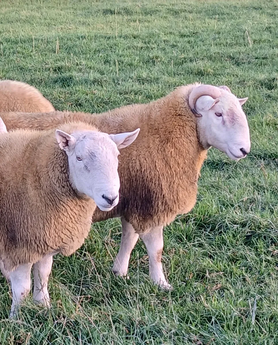 5 Wicklow cheviot hogget rams - Image 4