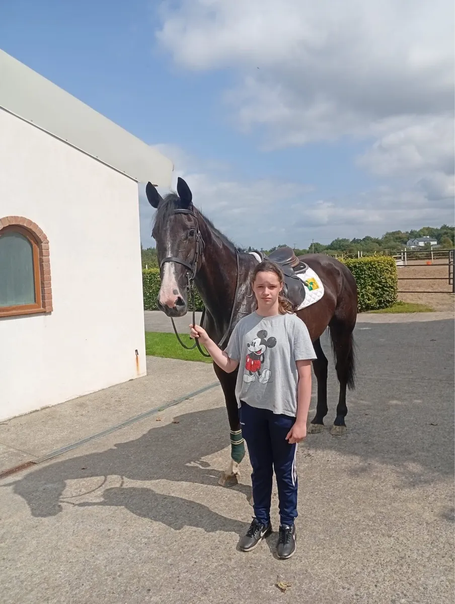 4 Year old Mare - Sligo Candy Boy x Padinus - Image 1