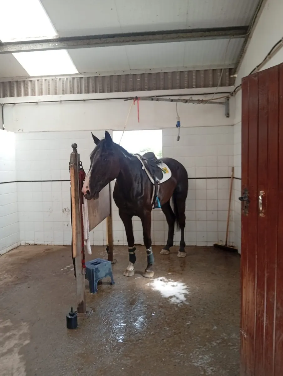 4 Year old Mare - Sligo Candy Boy x Padinus - Image 4