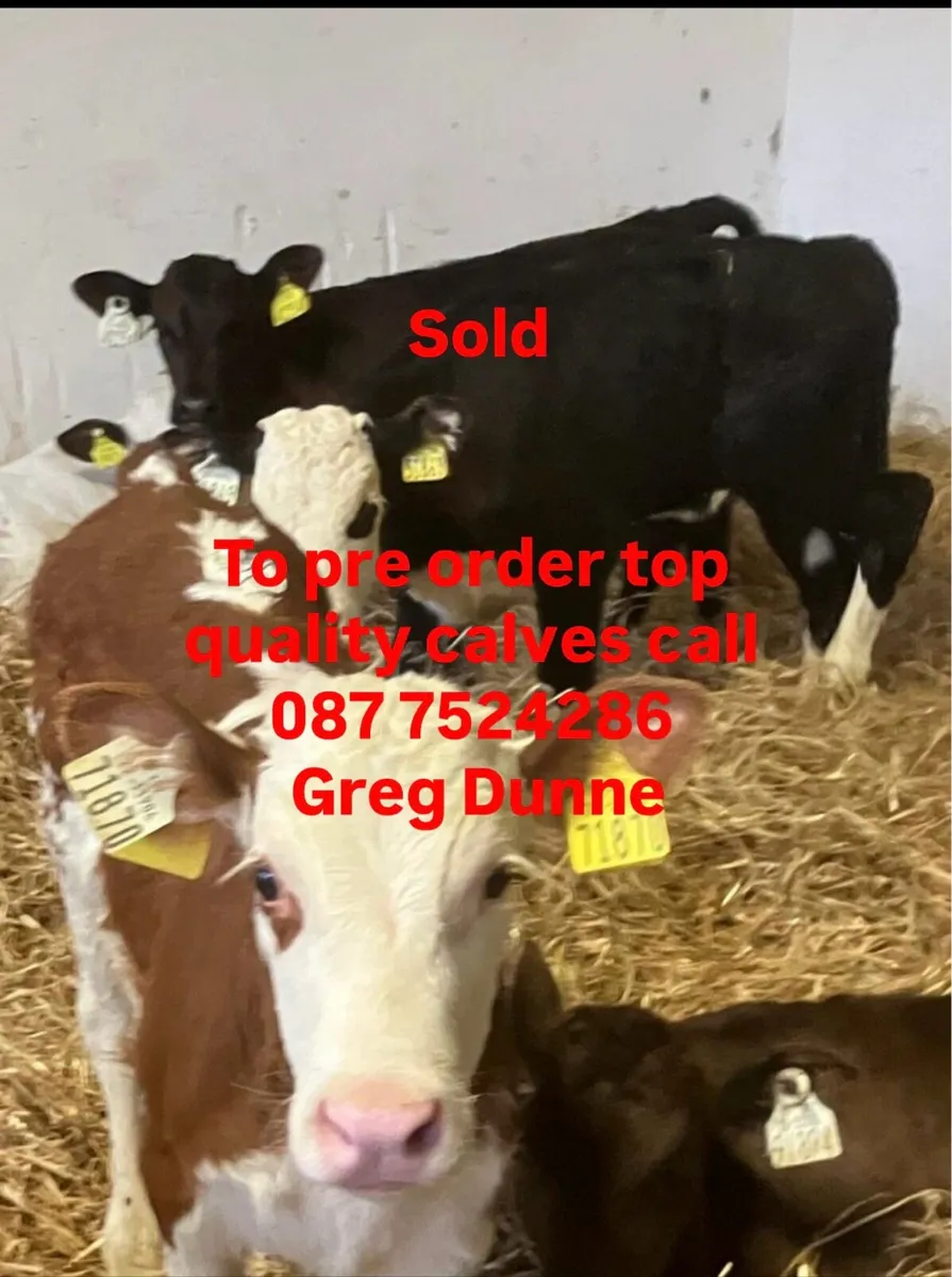 Top Quality Calves - Image 1
