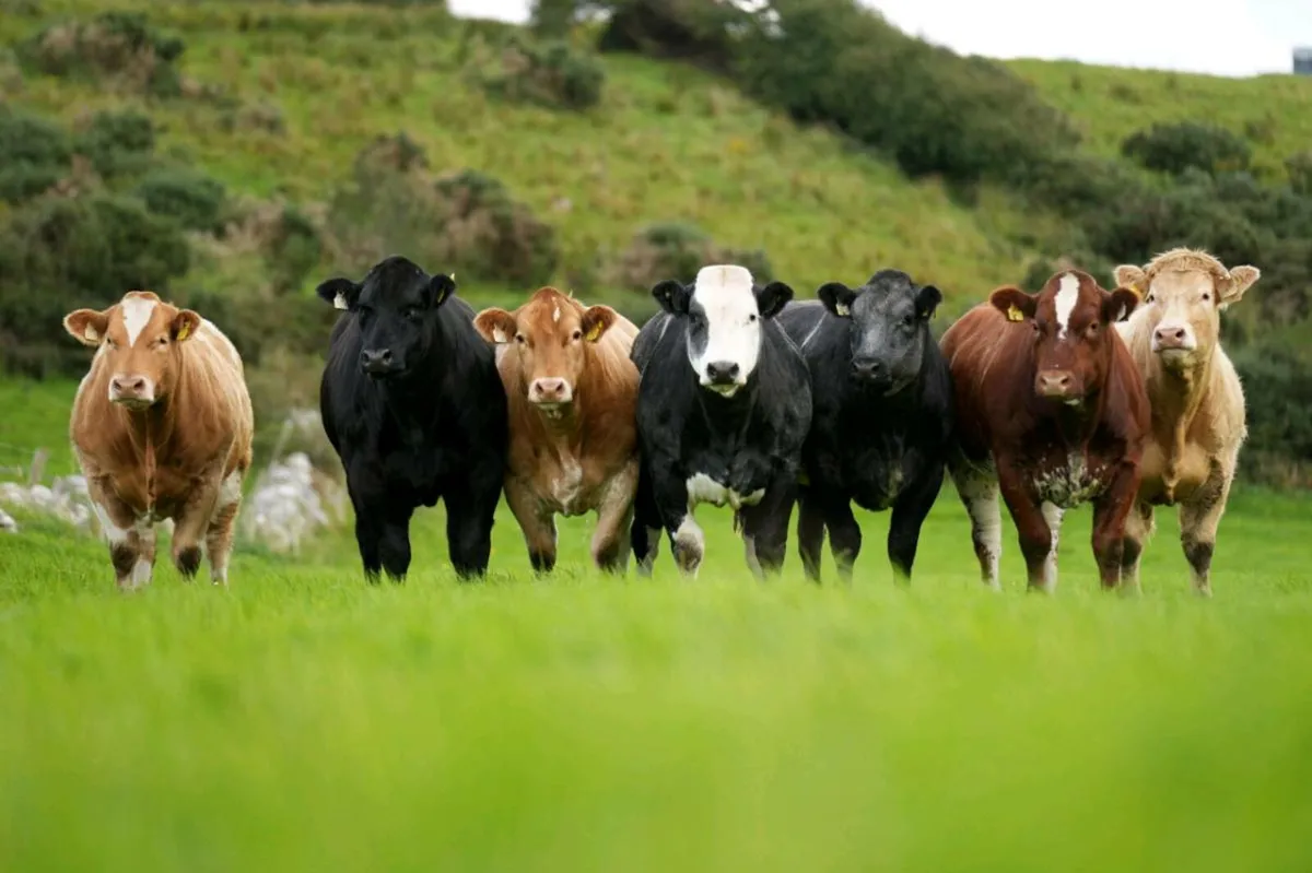 XXSUPER HEIFERS XX BALLA 19TH - Image 1