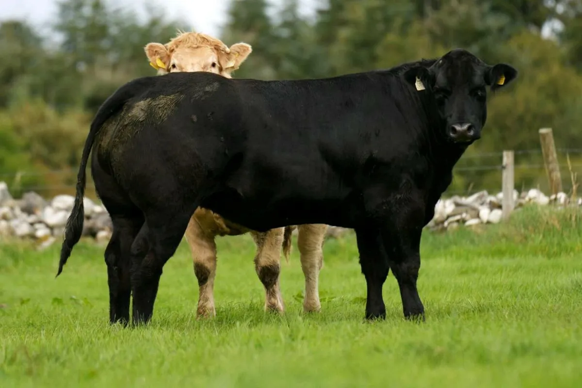 XXSUPER HEIFERS XX BALLA 19TH - Image 3