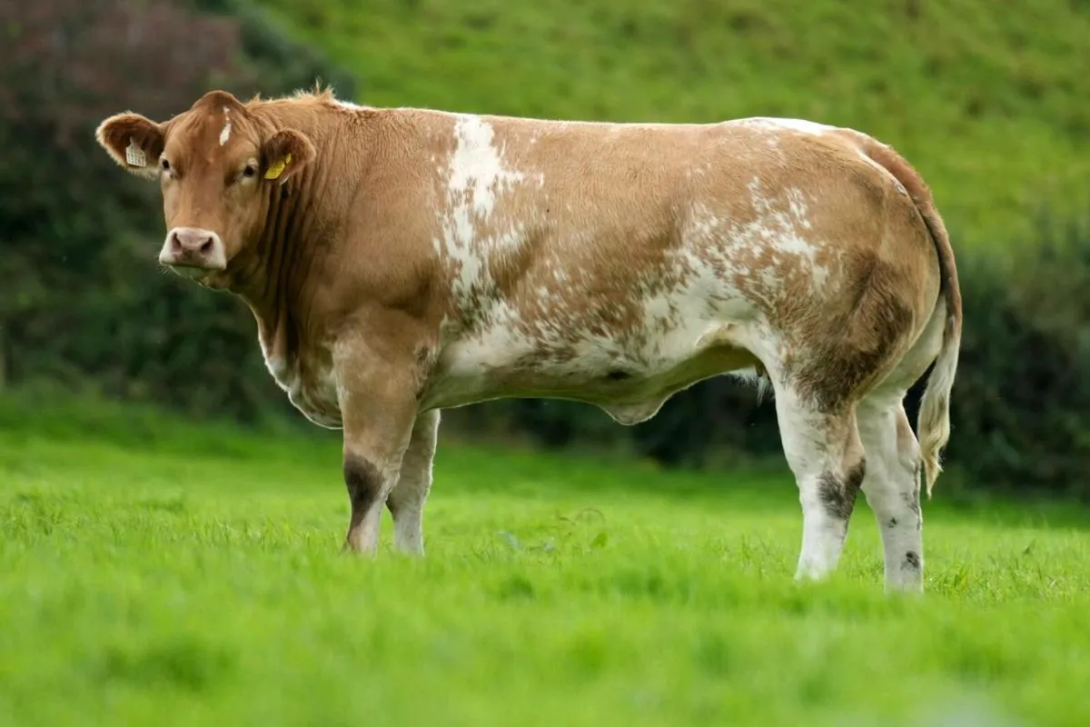 XXSUPER HEIFERS XX BALLA 19TH - Image 4