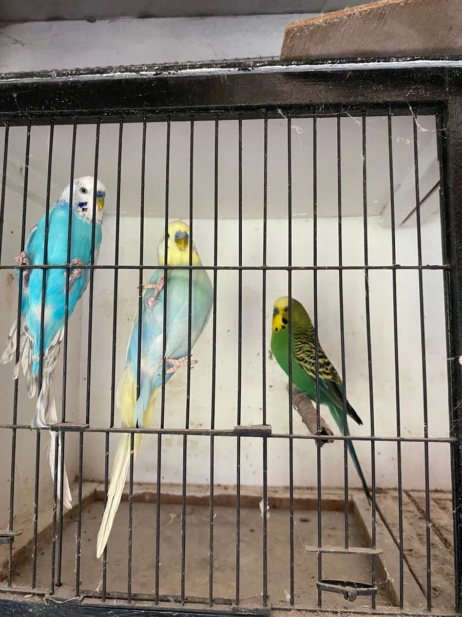 Budgies - Image 1
