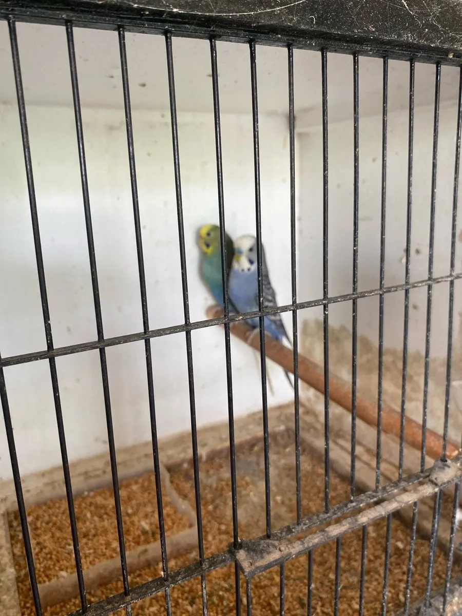 Budgies - Image 2