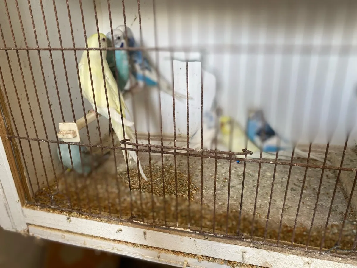 Budgies - Image 3
