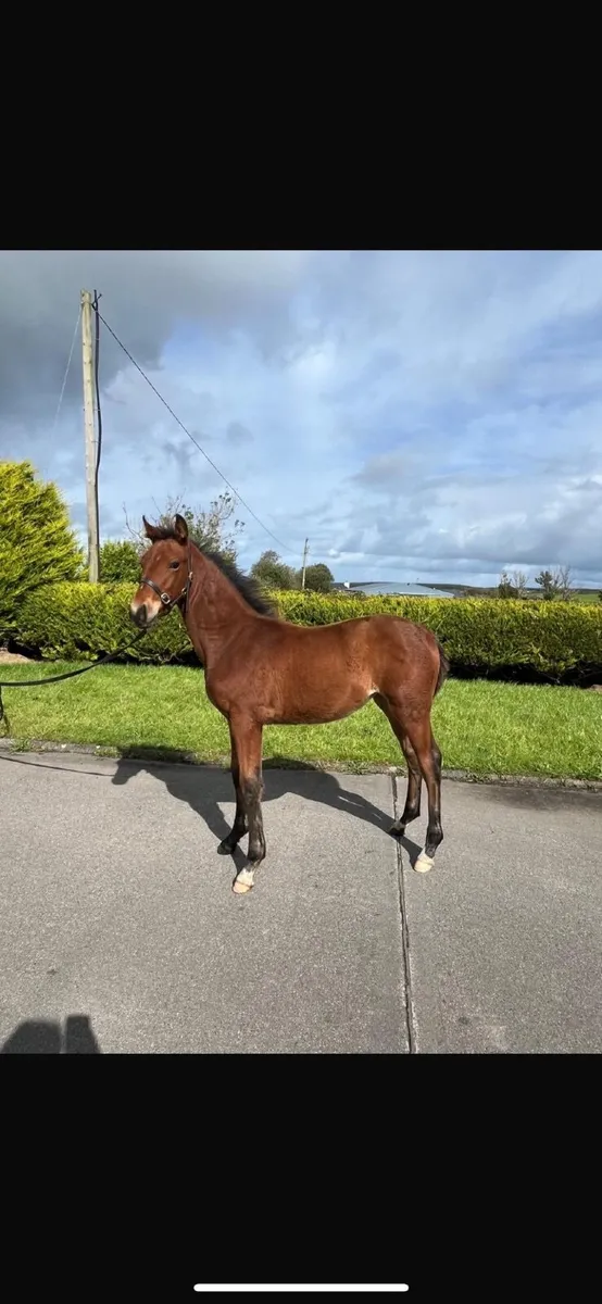 Imnotafraid Fortuna foal FOR SALE - Image 1