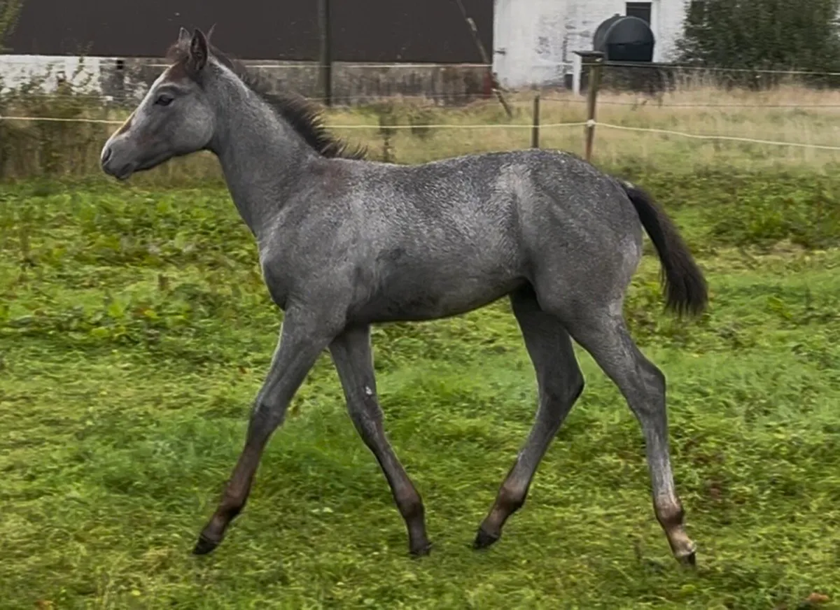 Connemara x Thoroughbred Colt - Image 1