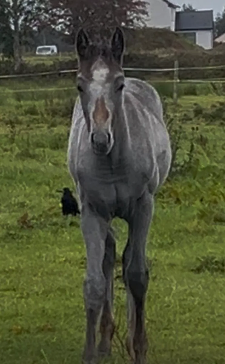 Connemara x Thoroughbred Colt - Image 3