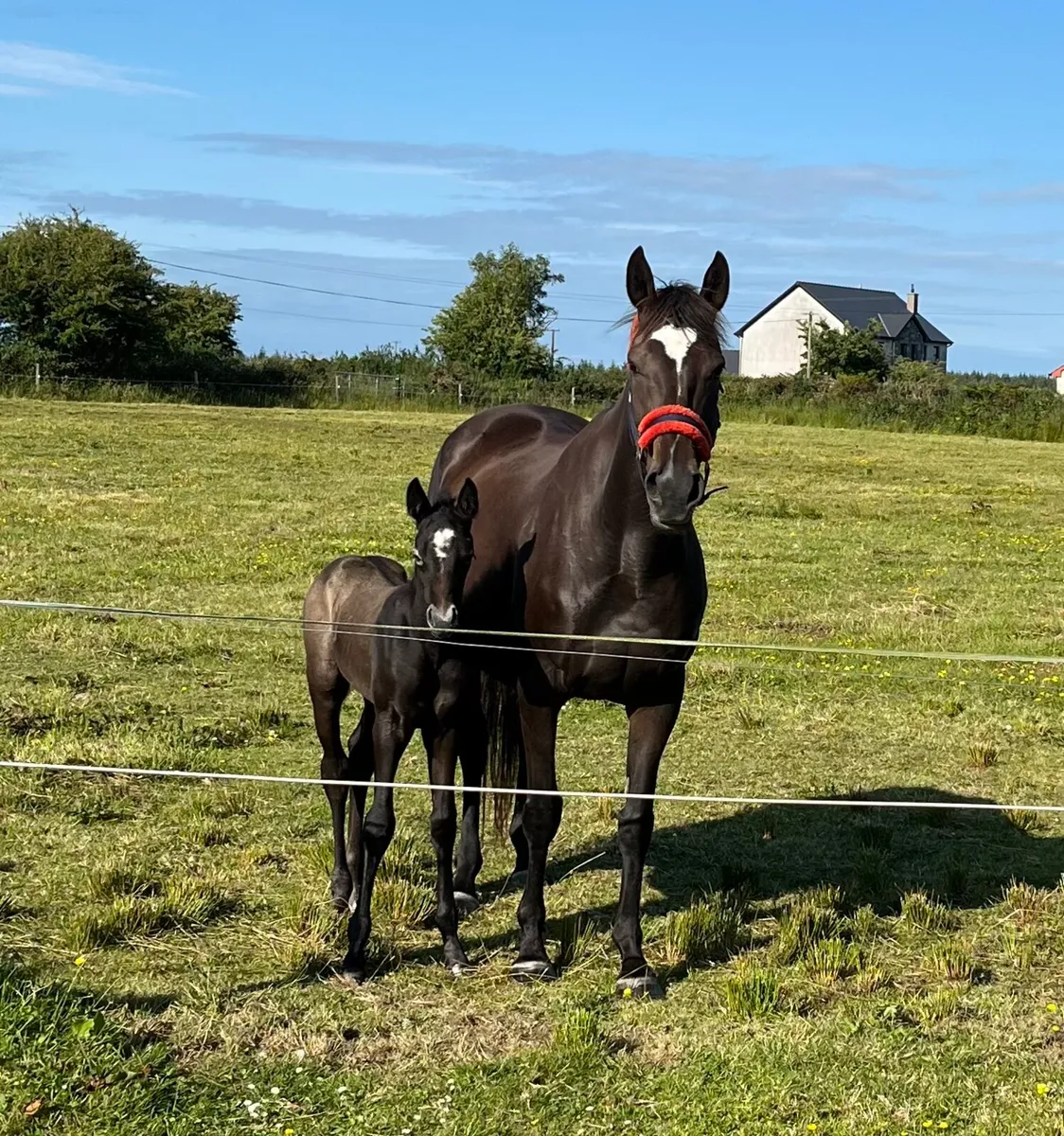 Connemara x Thoroughbred Colt - Image 4