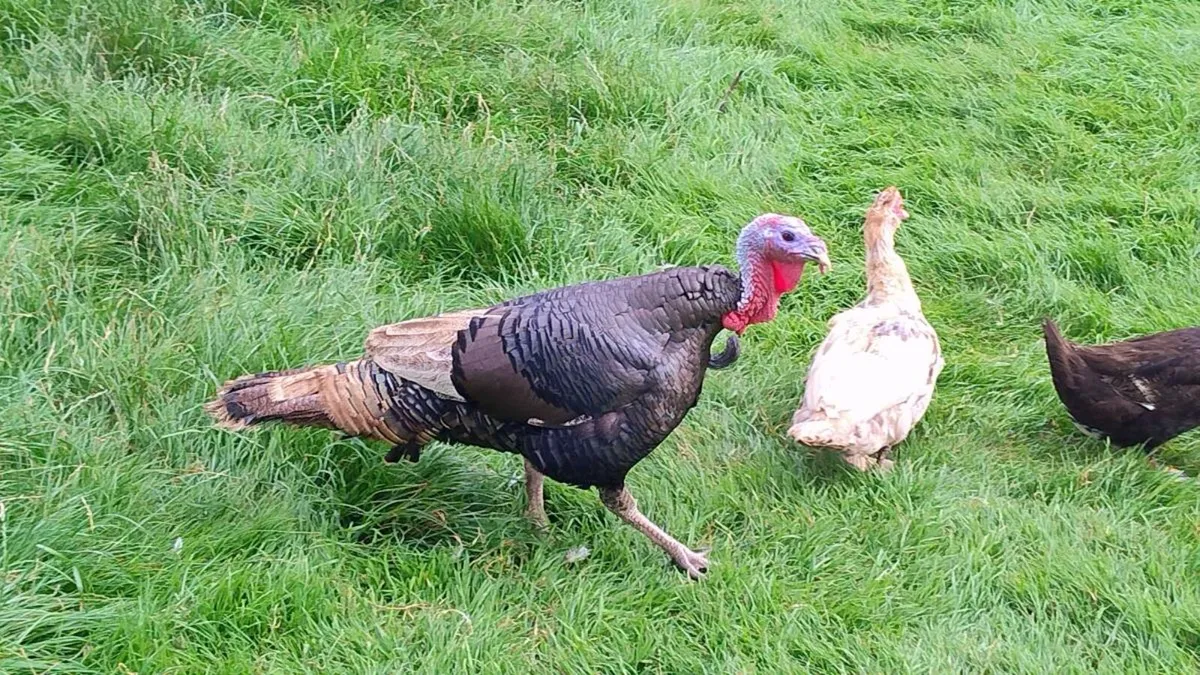 Turkey, Muscovy, hens and pigeons - Image 1