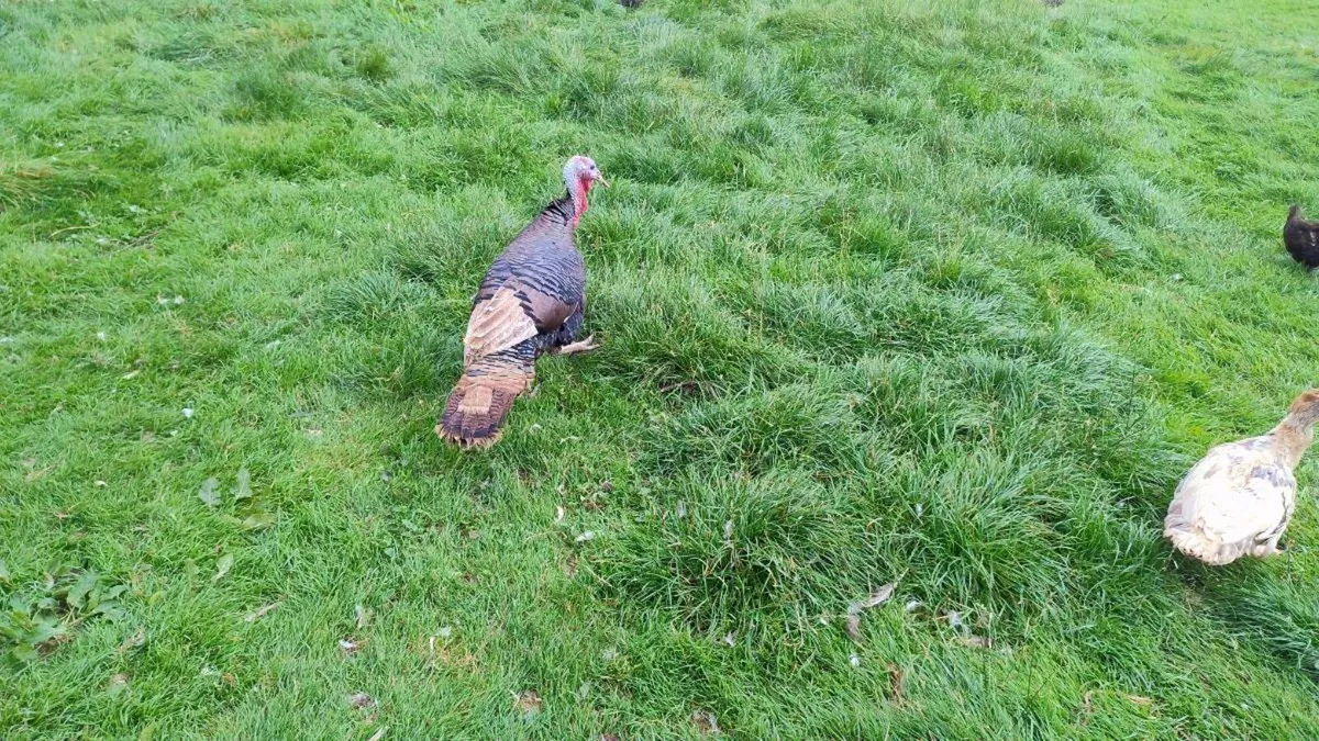 Turkey, Muscovy, hens and pigeons - Image 2