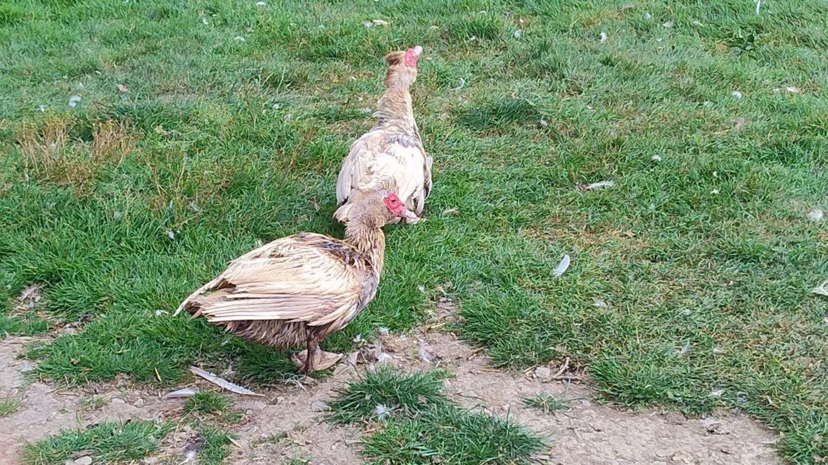 Turkey, Muscovy, hens and pigeons - Image 4