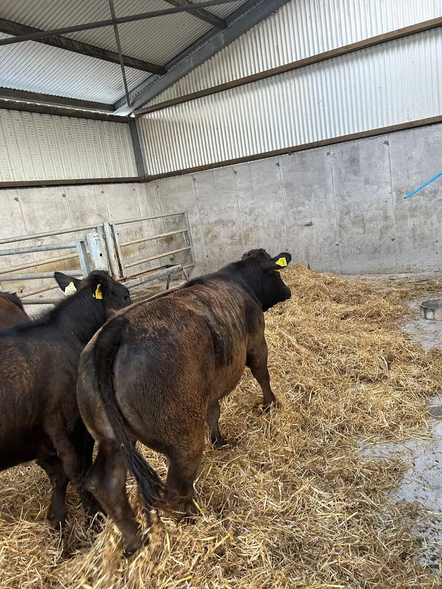 Heifers for Balla - Image 1