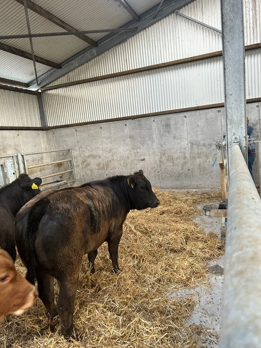 Heifers for Balla - Image 2