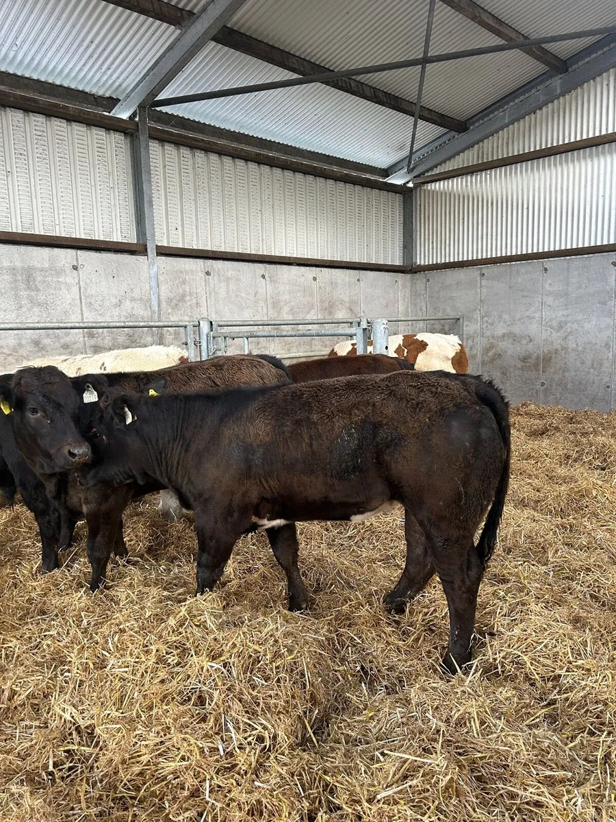 Heifers for Balla - Image 3