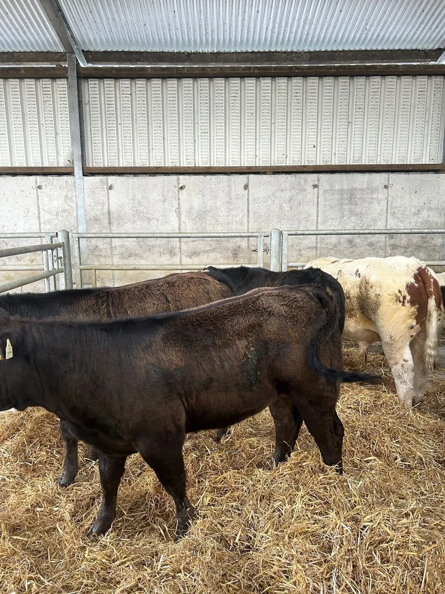 Heifers for Balla - Image 4