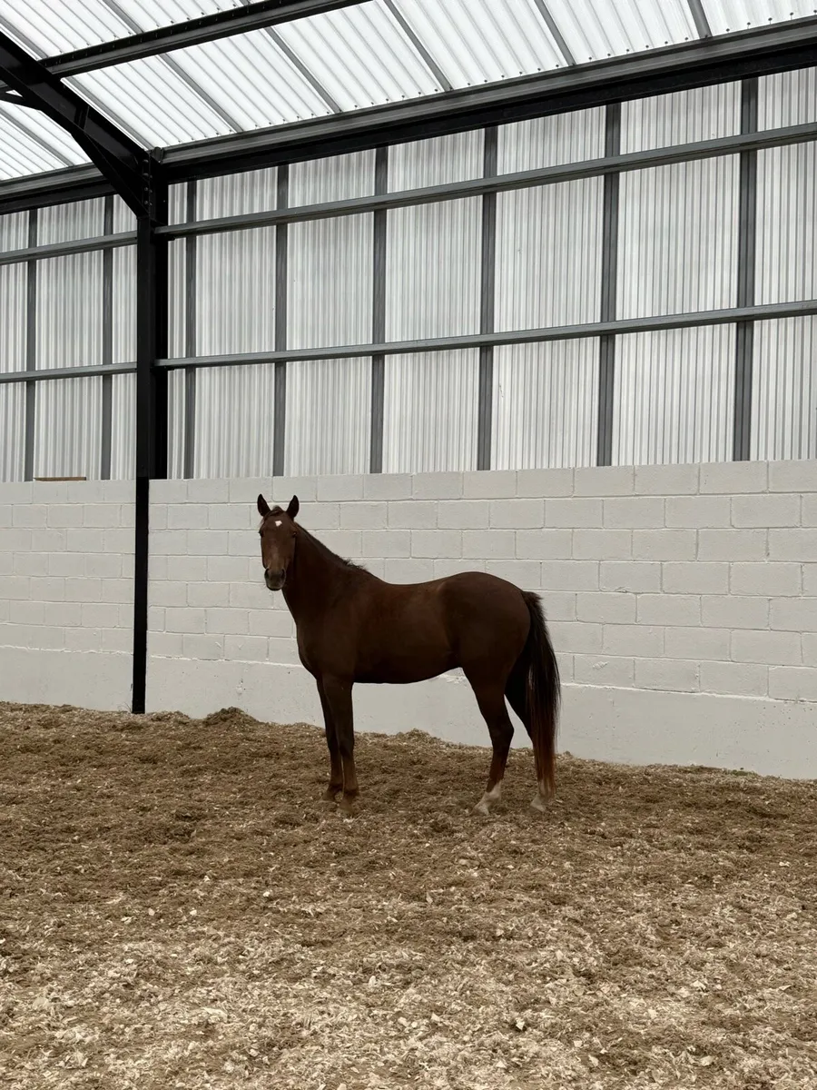 Ponies - Image 1