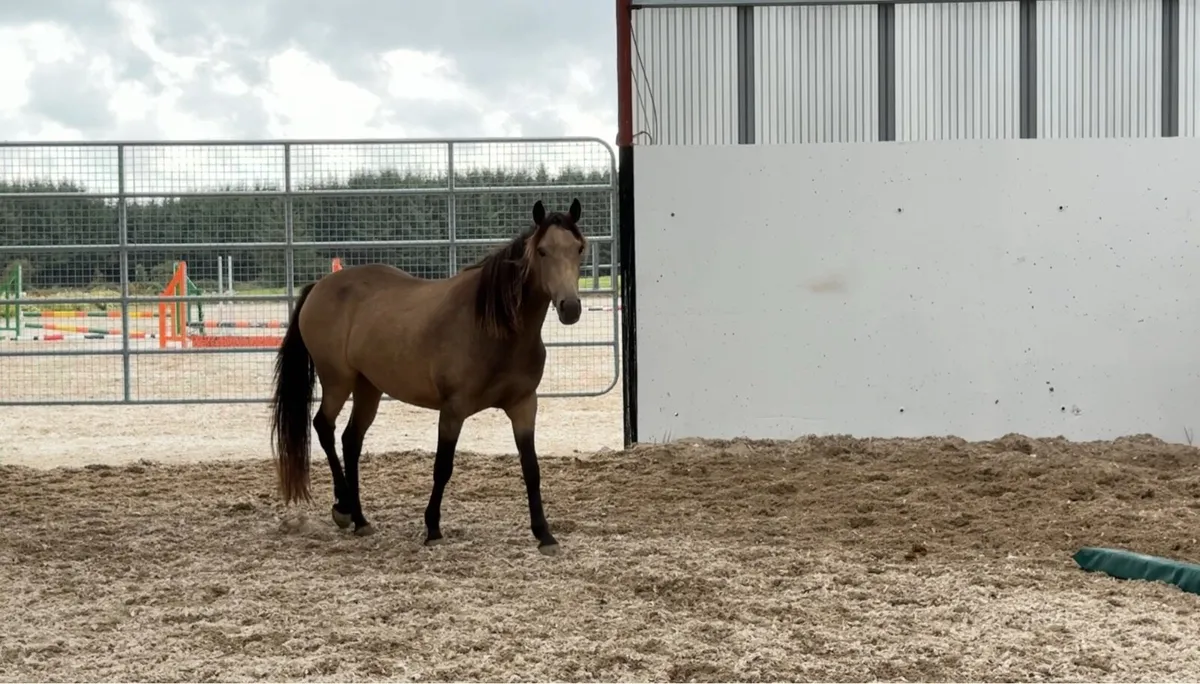 Ponies - Image 3