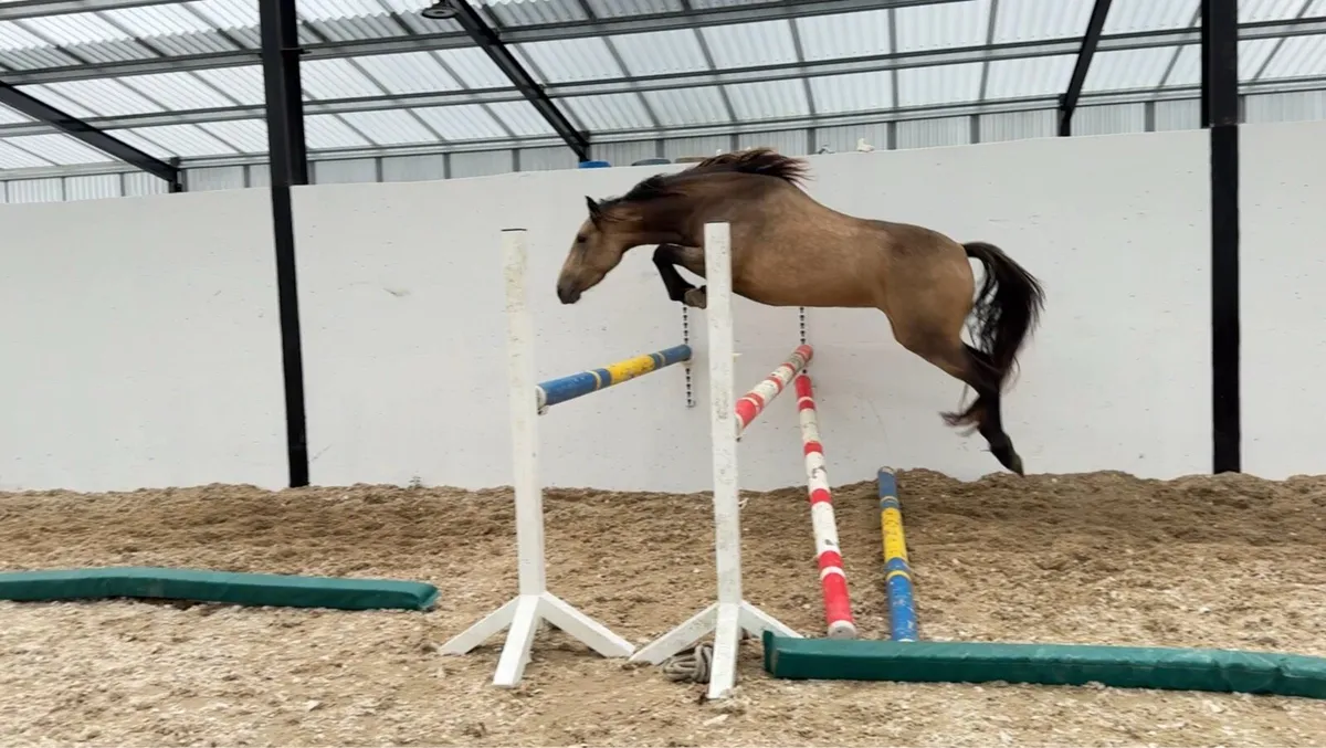 Ponies - Image 4
