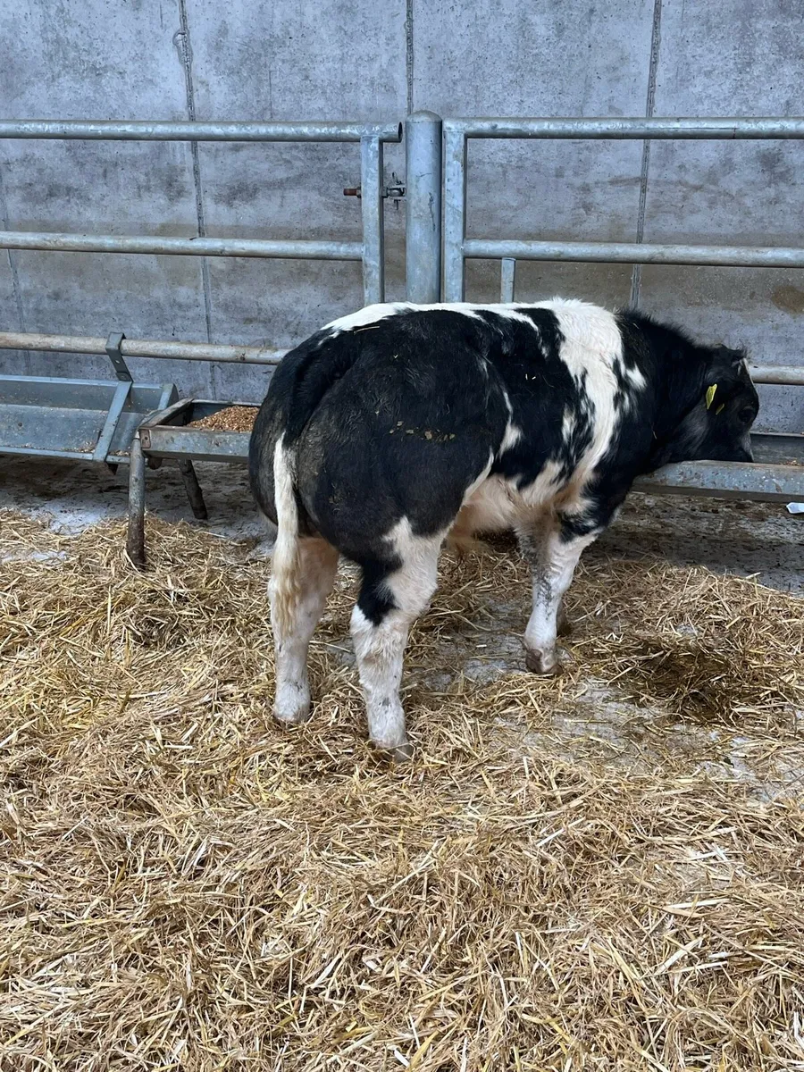 Bull weanlings for Balla sale Tuesday 16th - Image 2