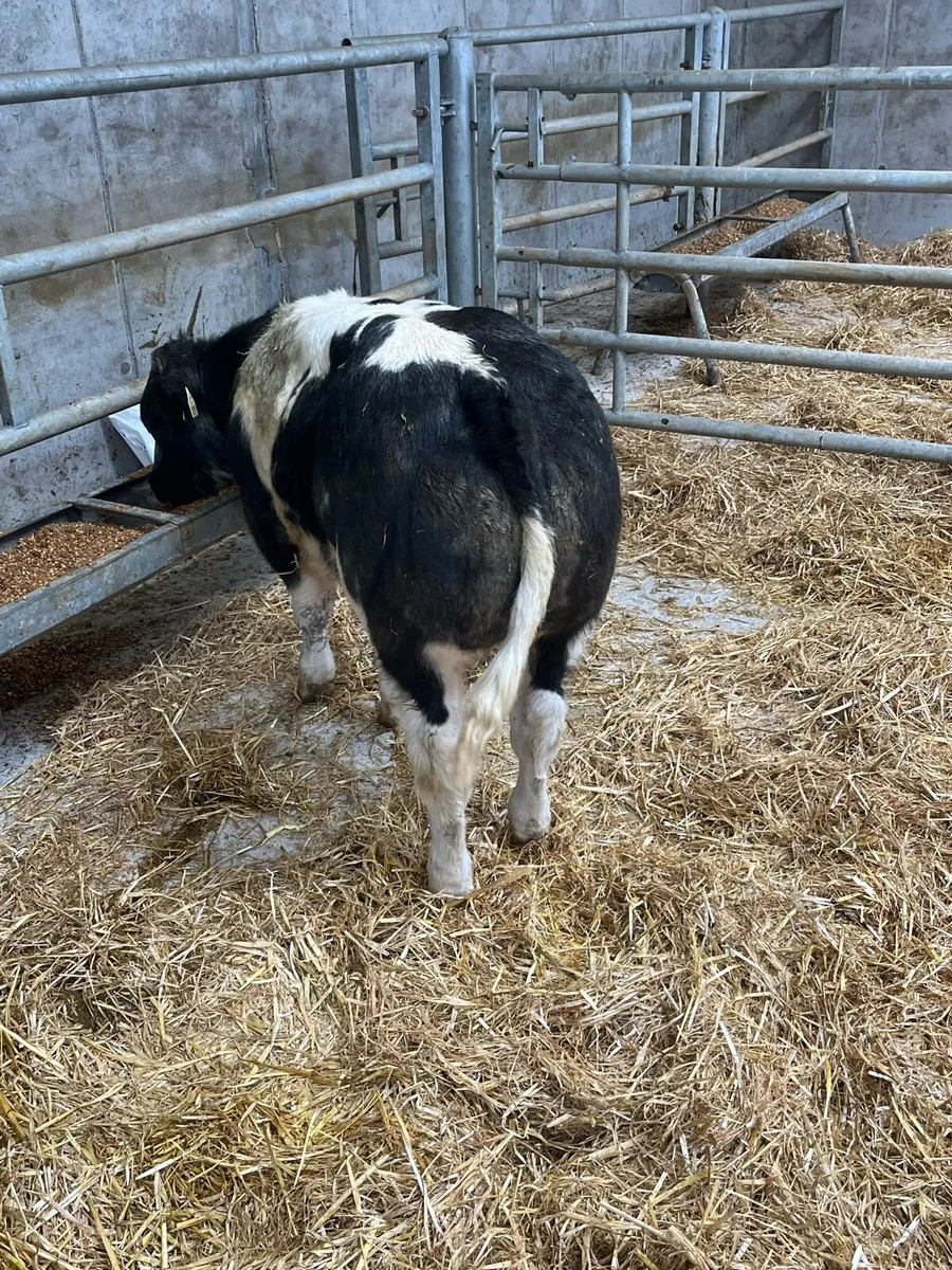 Bull weanlings for Balla sale Tuesday 16th - Image 1
