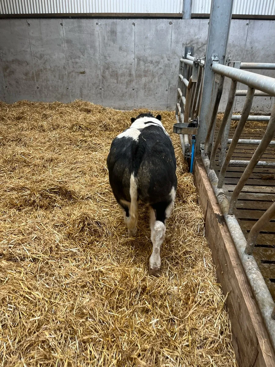 Bull weanlings for Balla sale Tuesday 16th - Image 3