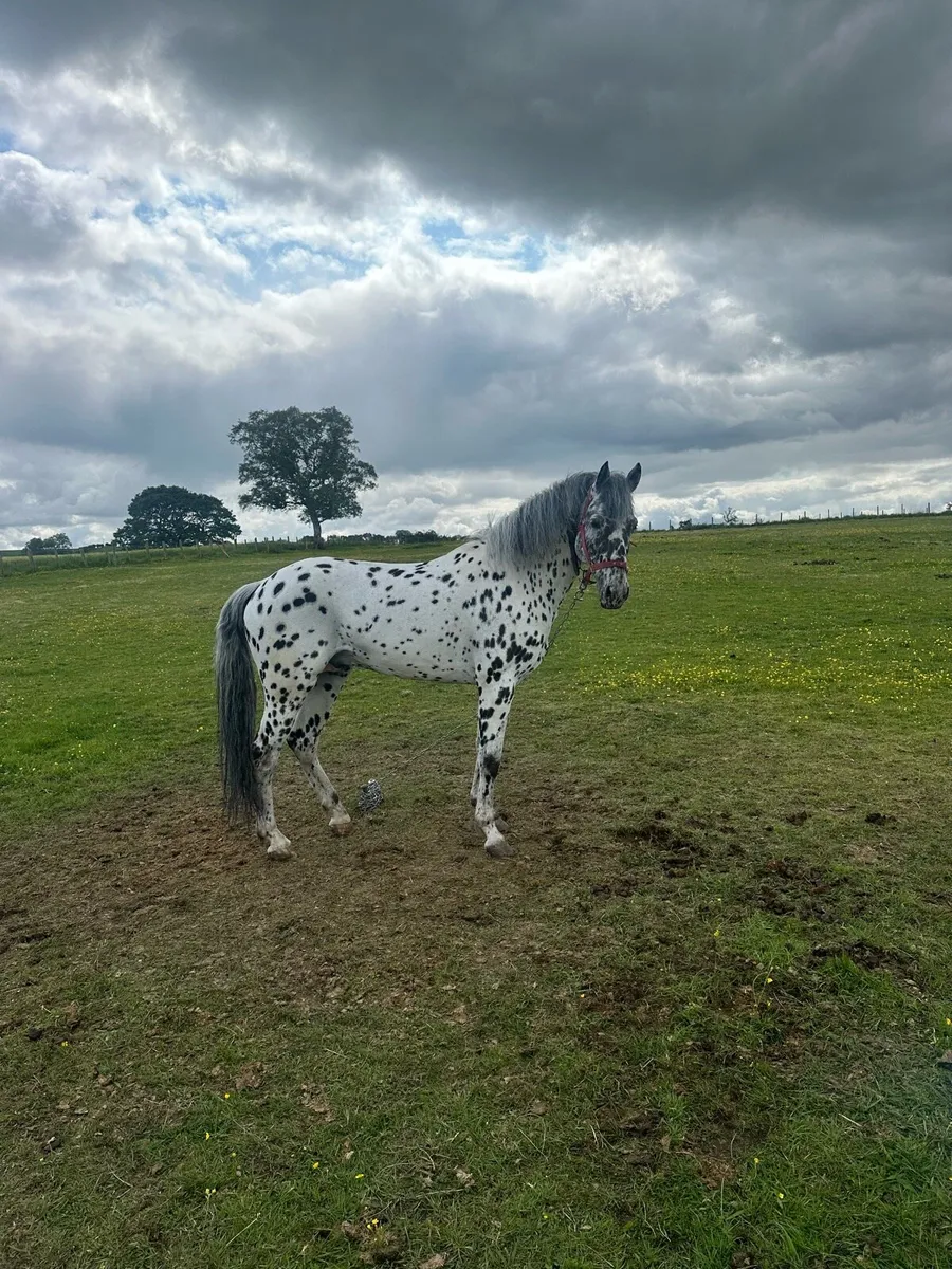 Appaloosa stallion - Image 1