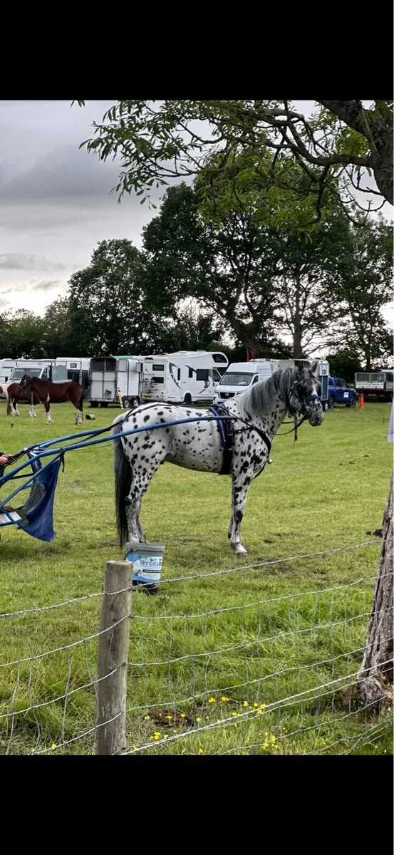 Appaloosa stallion - Image 2