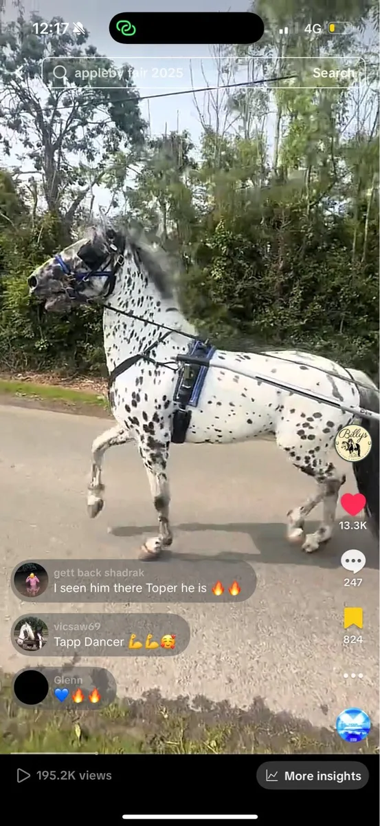 Appaloosa stallion - Image 3