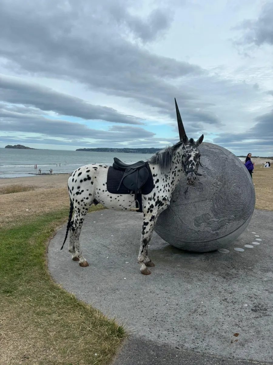 Appaloosa stallion - Image 4