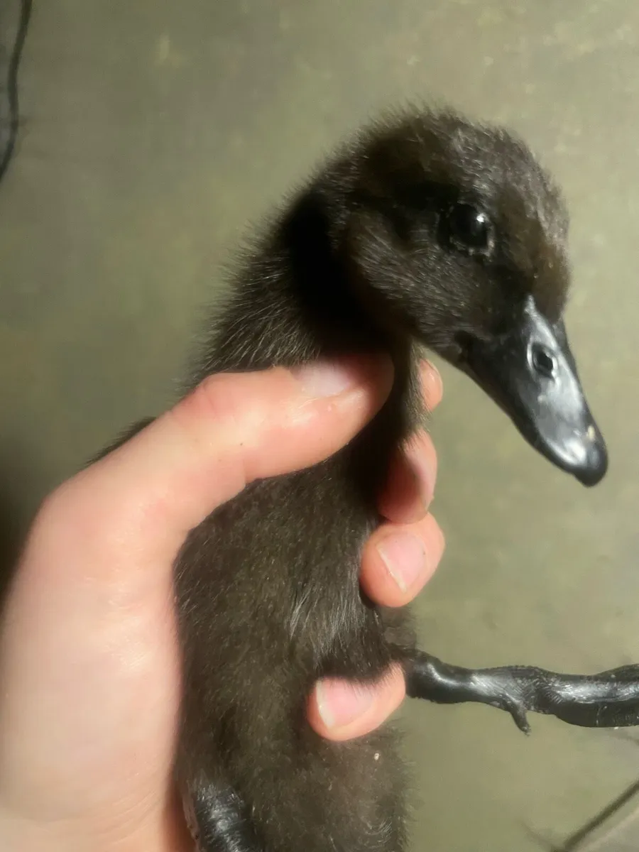 Two week old Cayuga Ducklings Downpatrick - Image 1