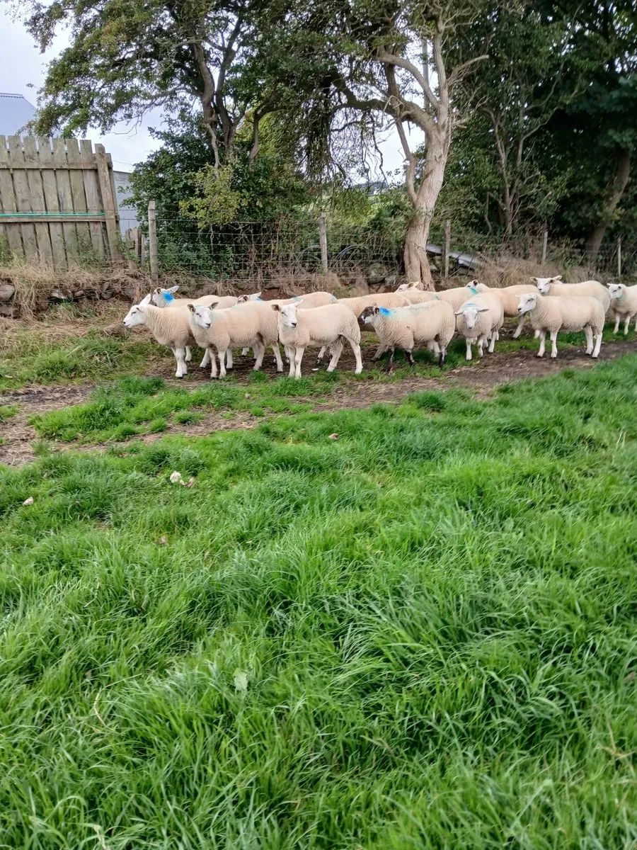Ewe Lambs