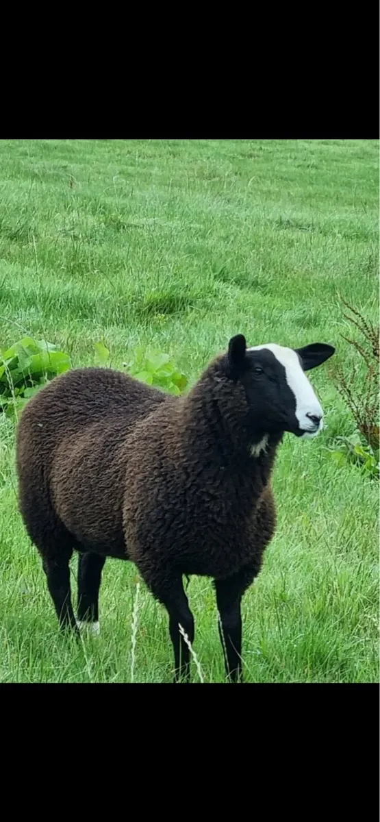 Zwartble ram - Image 3