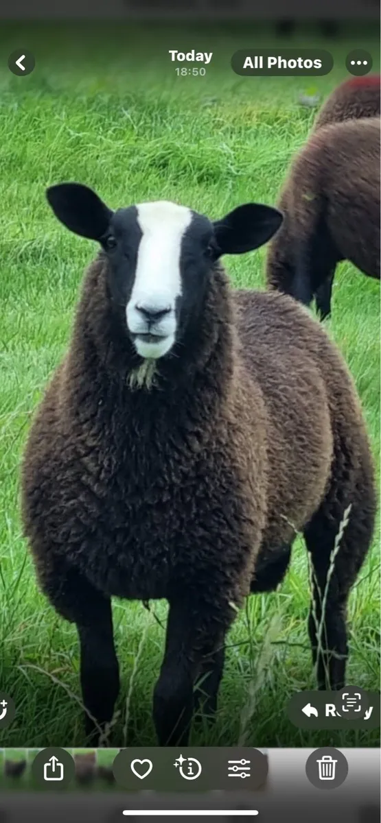 Zwartble ram - Image 4