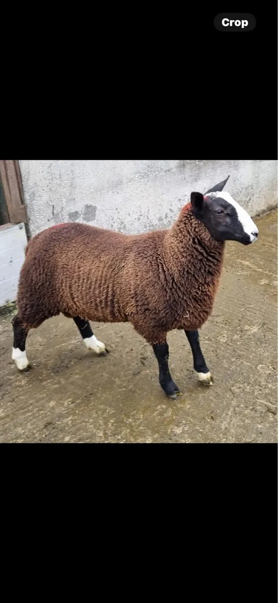 Pedigree Zwartble ram - Image 1