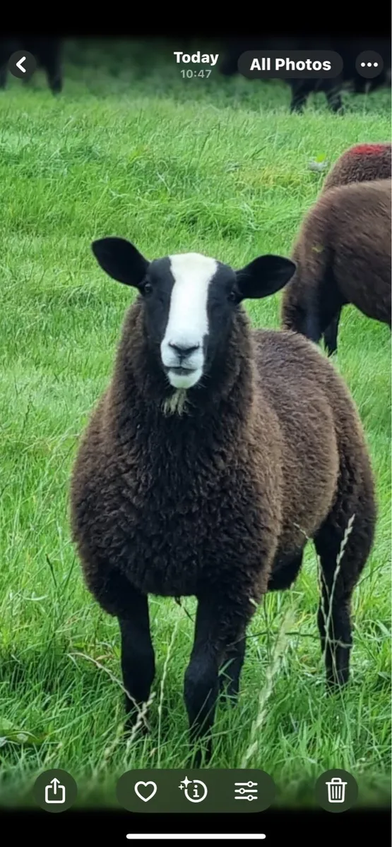 Pedigree Zwartble ram - Image 2