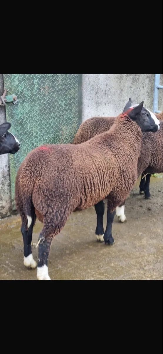 Pedigree Zwartble ram - Image 3
