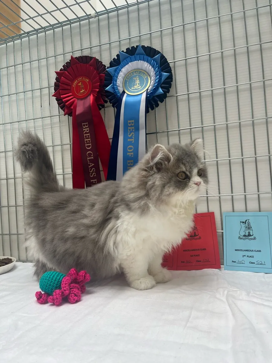 British Shorthair - Image 1