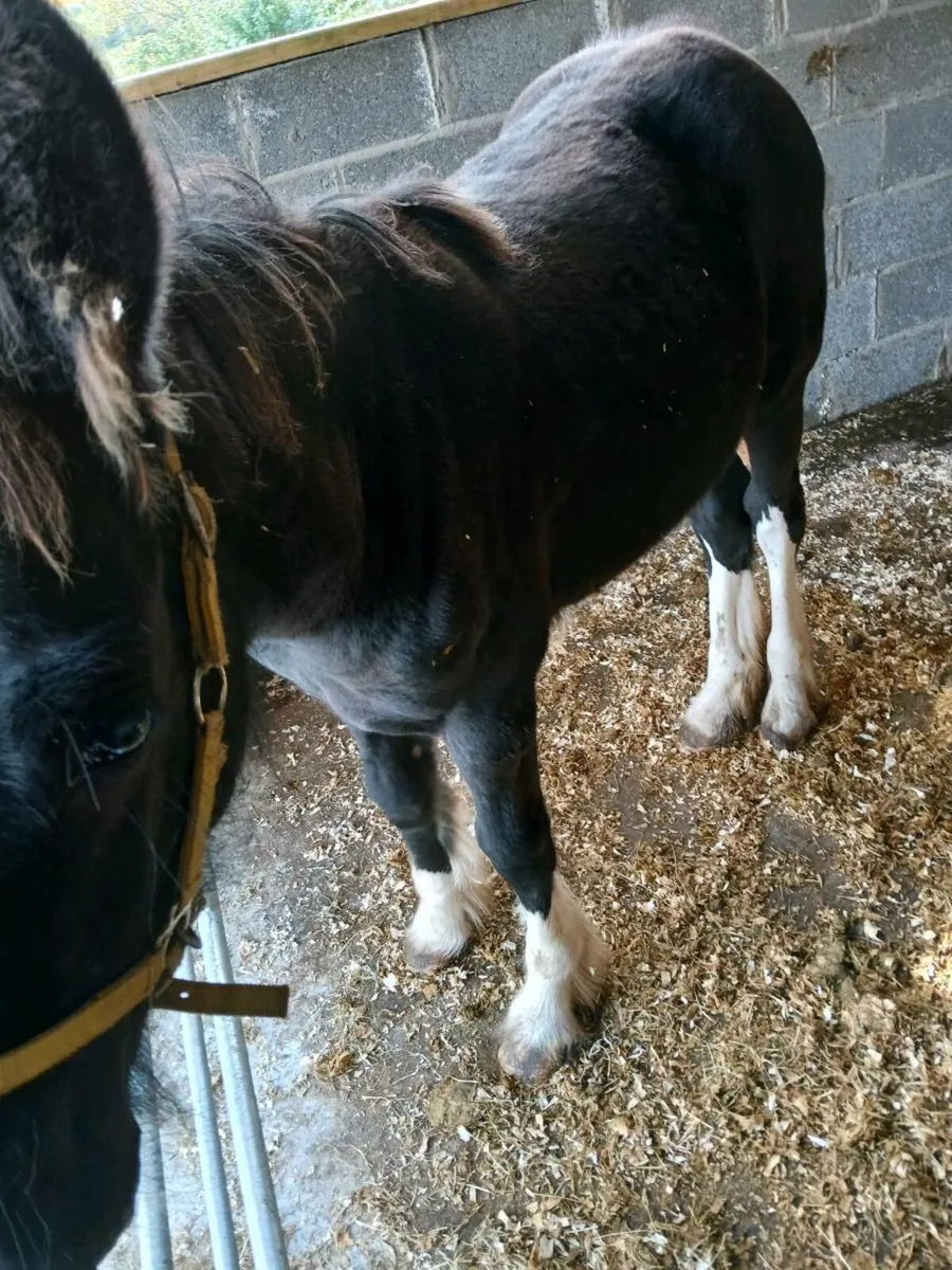 Filly - Image 3