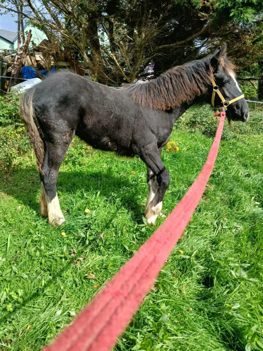Filly - Image 4