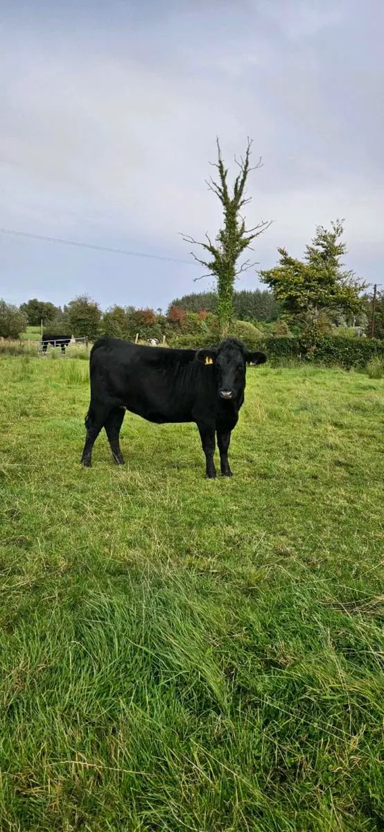 3 heifers - Image 2