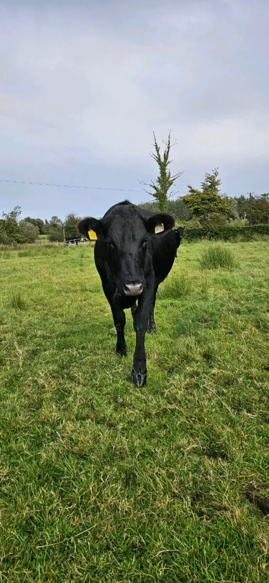 3 heifers - Image 3